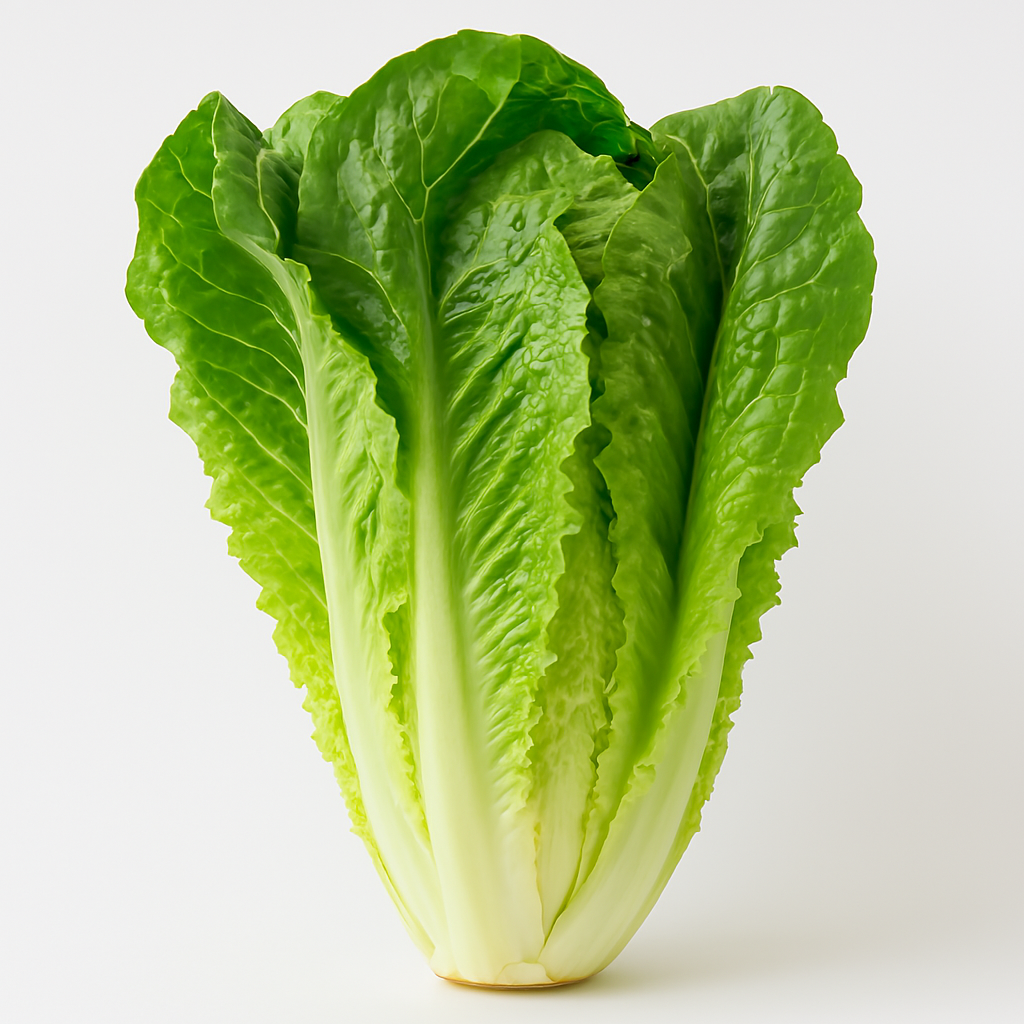 Lechuga Romana